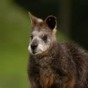 Animales que puedes conocer en tu intercambio estudiantil
